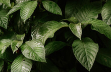 Dense Costa Rican Jungle Texture
