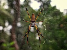 Golden Silk Orb-weaver Sitting In Spider Web.