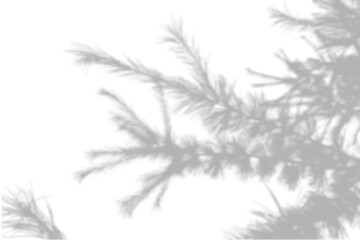 Wall Mural - Summer background shadows from the foliage of a tree fir on a white wall. White and black background for overlay on mockup