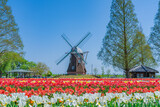Fototapeta Tulipany - 日本の春 千葉県柏市 あけぼの山農業公園のチューリップ