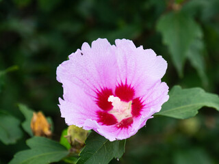 Wall Mural - Rose of Sharon Hibiscus syriacus Mugunghwa