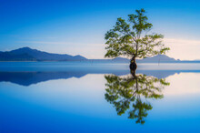 Beautiful Scenery Of A Lone Mangrove Tree With Reflections