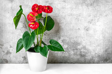 House Plant Anthurium In White Flowerpot Isolated On White Table And Gray Background Anthurium Is Heart - Shaped Flower Flamingo Flowers Or Anthurium Andraeanum, Araceae Or Arum Symbolize Hospitality