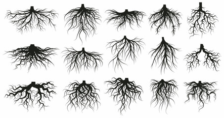 tree root system, underground growing plants stems. branched roots, botany plants, trees, vegetables