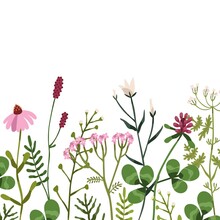 Floral Border On Square Background. Botanical Card With Wild Flowers And Herbal Plants. Backdrop With Various Delicate Field And Meadow Wildflowers. Isolated Colored Flat Vector Illustration