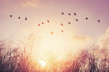 Birds Flying And Grass Flower On Sunset Sky And Cloud Abstract Background. Freedom And Nature Concept.