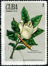 CUBA - CIRCA 1970: Postage Stamp Printed In Cuba Shows Guarea Guara