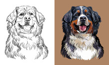 Vector Hand Drawing Bernese Mountain Dog Monochrome And Color