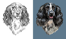 Vector Hand Drawing Dog Spaniel Monochrome And Color