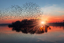 Silhouette Of Birds Flying Above The Lake At Amazing Sunset