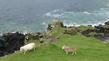 White Sheep On A Hill Feeding Themselves At Isle Of Skye In Scotland, UK With Water Waves