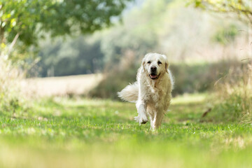 Large white dog running towards the camera down a grassy path