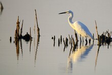 The Little Egret Is A Species Of Pelecaniform Bird In The Ardeidae Family.