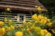 wieś, żółte letnie kwiaty w starej polskiej wsi przed drewnianą chatą