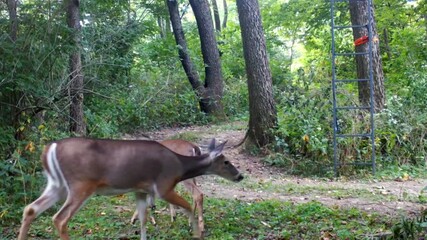 whitetail deer doe and her twin yearlings slowly move along a trail in the woods with a hunter's sta