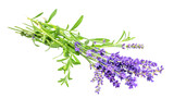 Fototapeta Lawenda - Bunch of purple lavender flowers isolated on white background