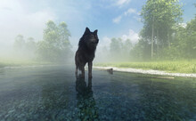 Wolf Stands In A River In Misty Summery Landscape With Trees And Grass. 3D Render.