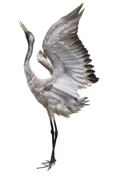 Fototapete -  - A crane standing with wings spread isolate with clipping path is on white background