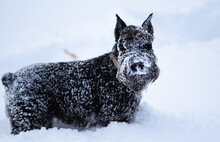 A Black Schnauzer Monster Covered In Snow Is Looking At You