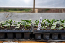 Labeled Butternut Squash Seedlings Sprouting In Greenhouse