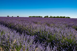 Fototapeta Lawenda - lavender field on a beautiful summer day
