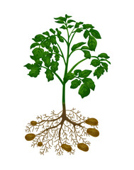 Sticker - Flat Potato Plant