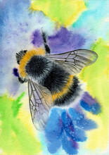 Watercolor Illustration Of A Fluffy Striped Yellow-black Bee On A Purple Flower On A Green Background