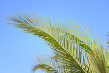 Green Palm Leaves Hang Against A Blue Sky And Are Backlit By The Sun, With Space For Text