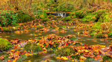 Silky River In The Forest Early Autumn	 With Colorful Foliage