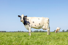 Cow Standing On Green Grass In A Meadow, Pasture And A Blue Sky, Side View, Full Udder