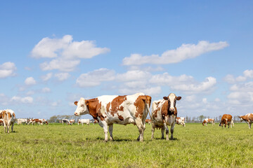 Wall Mural - Two cows standing together, the herd grazing in a pasture, red and white, a blue sky and horizon over land