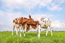 Cows Love Play Cuddling In A Field Under A Blue Sky, Two Calves Rubbing Heads, Lovingly And Playful, Fighting Or Playing