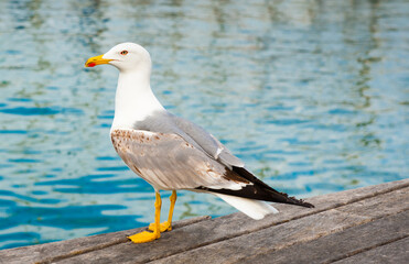 Wall Mural - Sea gull on a pier close to the water in summer day