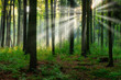Leinwandbild Motiv Beautiful sunny morning in the green forest