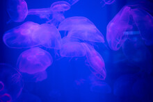 Jelly Fish In The Water