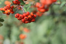 Pyracantha Coccinea, The Scarlet Firethorn[1] Is The European Species Of Firethorn Or Red Firethorn That Has Been Cultivated In Gardens Since The Late 16th Century