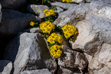 Alyssum Ovirense Flower Growing In Mountains, Macro