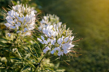 Wall Mural - A close-up view of white spider flowers blooming in the sunlight.