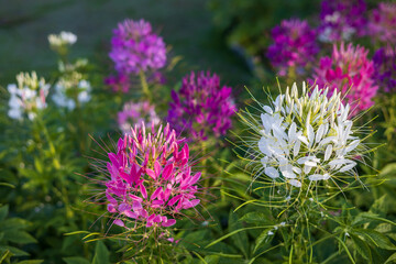 Wall Mural - A close-up view of beautiful blooming clusters of pink and white spider flowers.