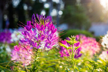 Wall Mural - Close-up view of a purple-pink spider flower blooming in the sunlight.