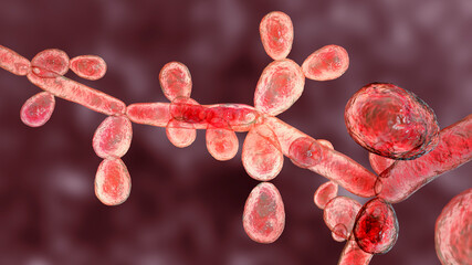 Poster - Candida tropicalis yeasts