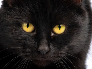 Sticker - portrait black cat with yellow eyes isolated on white background