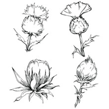 Thistle By Hand Drawing. Wildflower Floral Logo Or Tattoo Highly Detailed In Line Art Style. Black And White Clip Art Isolated. Antique Vintage Engraving Illustration For Emblem. Herbal Medicine.