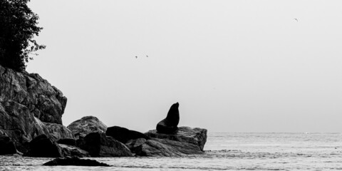 Wall Mural - A black and white image of a Stellar Sea Lion (Eumetopias jubatus) silhouette on a rocky shore on a cloudy day in Alaska.