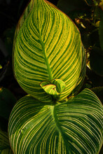 Selective Focus On Water Drop On Huge Tropical Green Canna Pretoria Leaves. Striped Leaves Of Tropical Flower Close-up After Rain