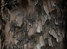 Close-up  Flaky Bark Of  Old Tree