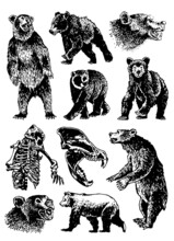 Graphical Big Set Of Bears Isolated On White Background, Vector Elements Of Grizzly Bear