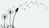 Fototapeta Dmuchawce - Hand drawn dandelion flowers. Abstract floral summer posters, wall art isolated on white background,  Creative vector illustration
