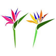 Strelitzia Royal Flower Bright Silhouette Drawn With Different Lines In A Flat Style. Tropical Paradise Flower Sketch For Tattoo Design, Logo, Website, Print, Sticker, Banner. Isolated Vector