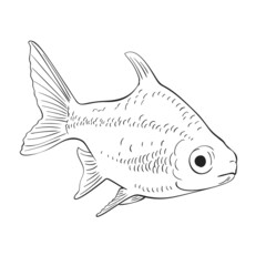 Wall Mural - fish vector sketch isolated